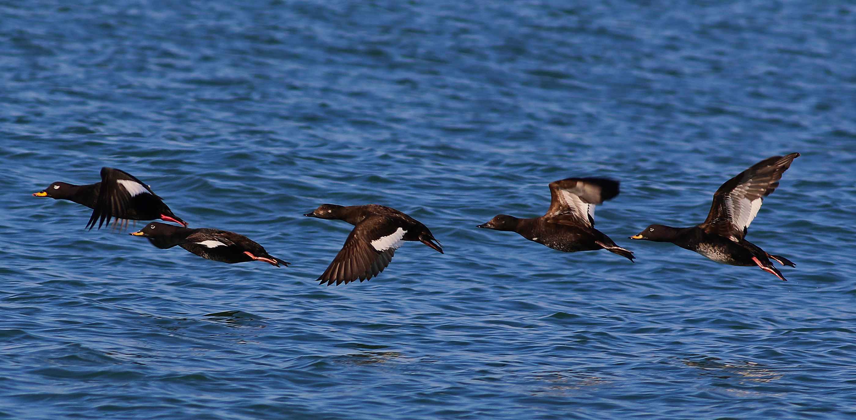 Velvet Scoter